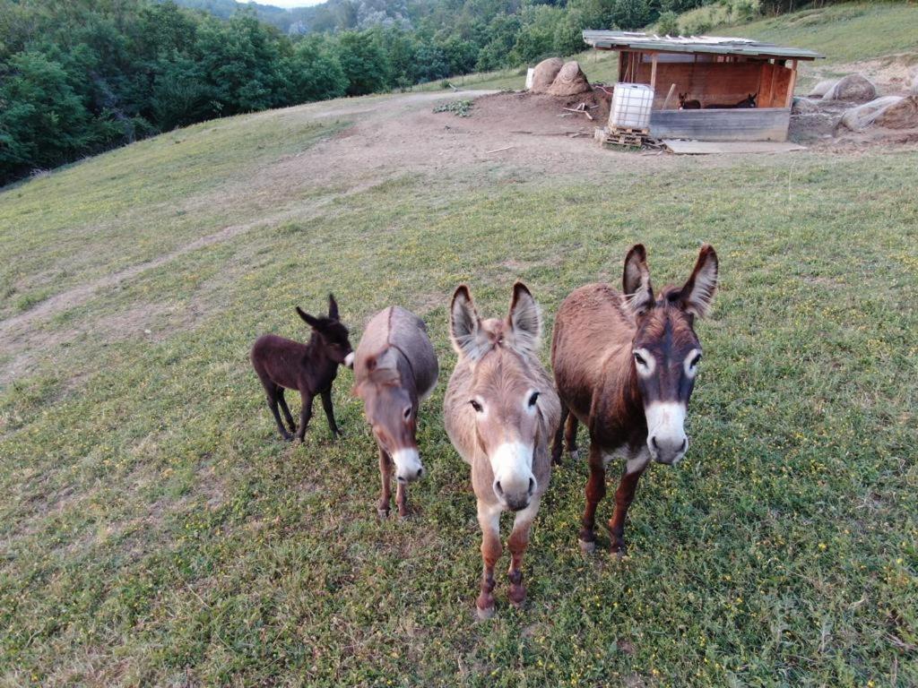 Agriturismo Alba Del Borgo Fidenza Ngoại thất bức ảnh